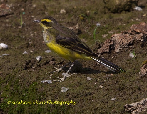 Eastern Yellow Wagtail
Long Valley (near Sheng Shui Township)